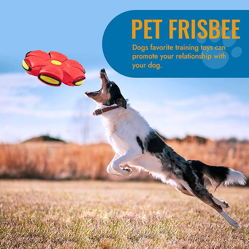 🐕 2025 Innovative Magic Flying Disc Dog Ball 🐾