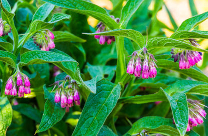 Herbal Comfrey Pain Relief Patch⌛️BUY 2 GET 1 FREE-Limited Time