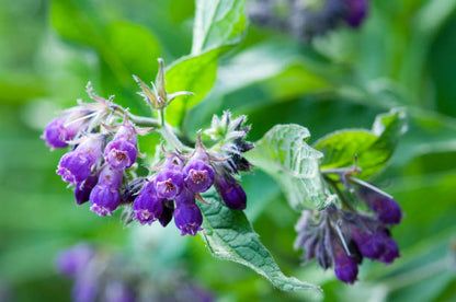 Herbal Comfrey Pain Relief Patch⌛️BUY 2 GET 1 FREE-Limited Time